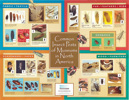Insect Pests of Museums in North America Identification Poster