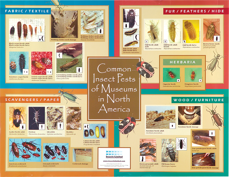 Common Insect Pests of Museums in North America