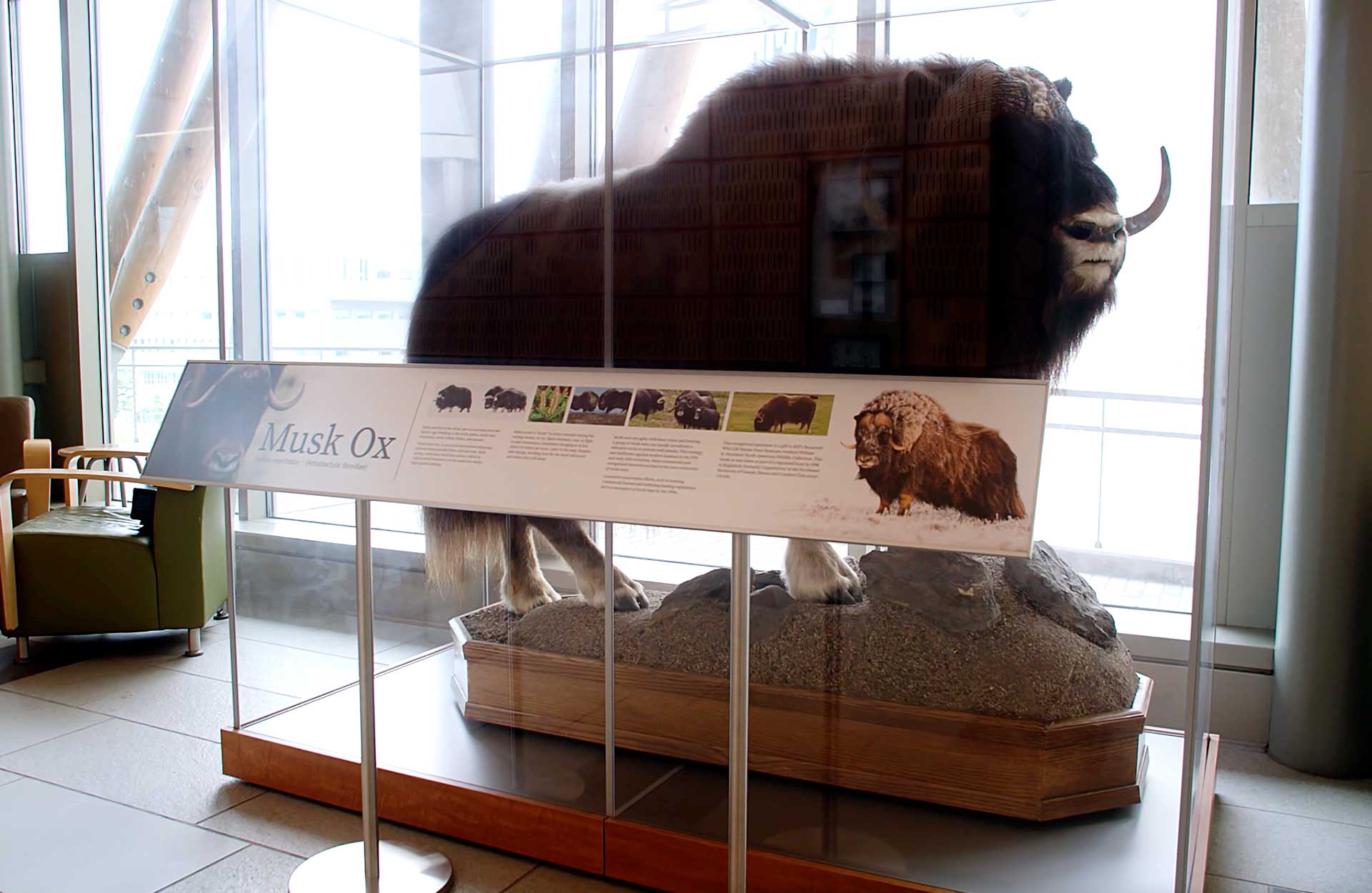 Musk Ox specimen displayed inside a custom AXS Showcase Musk Ox specimen displayed inside a custom AXS Showcase