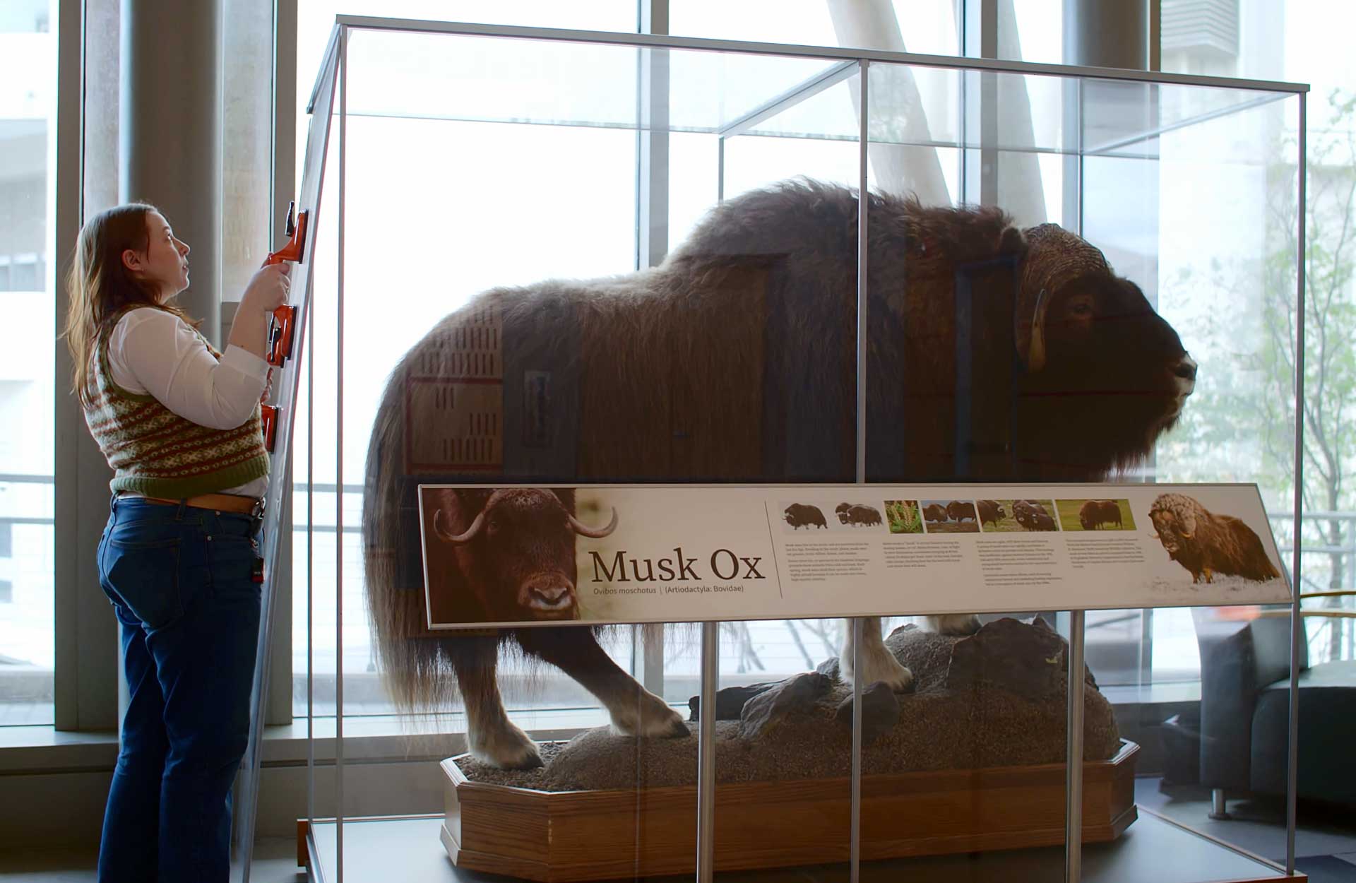 Person removing a panel of an AXS Showcase with a Musk Ox inside Person removing a panel of an AXS Showcase with a Musk Ox inside