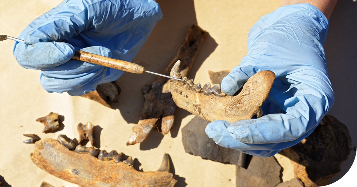 How to Handle & Store Natural History Artifacts